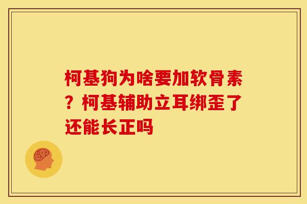 柯基狗为啥要加软骨素？柯基辅助立耳绑歪了还能长正吗
