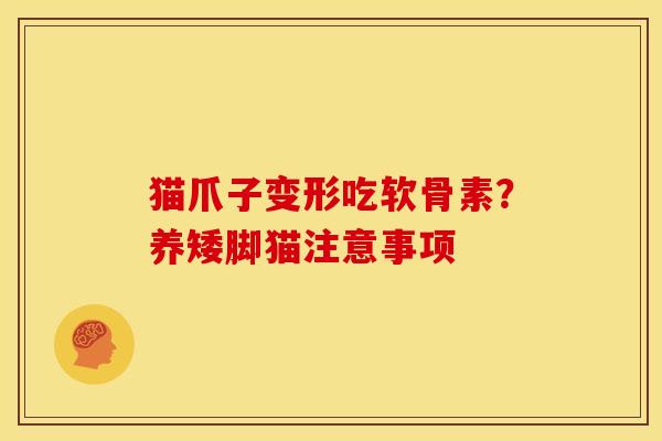 猫爪子变形吃软骨素？养矮脚猫注意事项