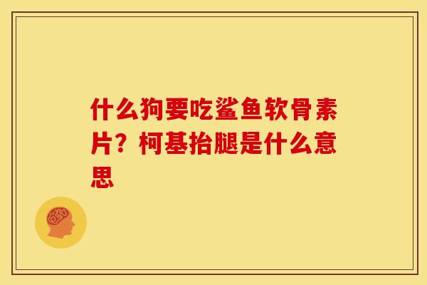 什么狗要吃鲨鱼软骨素片？柯基抬腿是什么意思