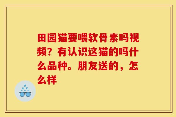 田园猫要喂软骨素吗视频？有认识这猫的吗什么品种。朋友送的，怎么样