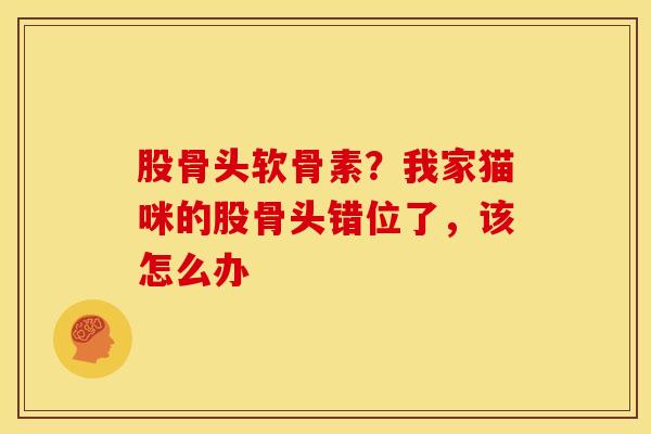 股骨头软骨素？我家猫咪的股骨头错位了，该怎么办