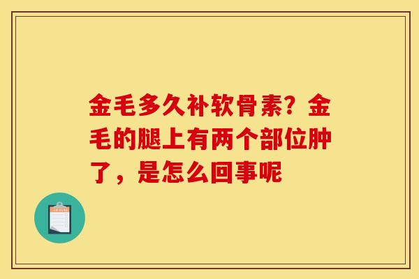 金毛多久补软骨素？金毛的腿上有两个部位肿了，是怎么回事呢
