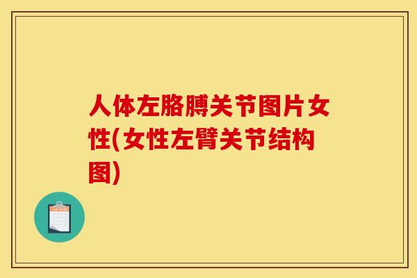人体左胳膊关节图片女性(女性左臂关节结构图)