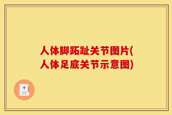 人体脚跖趾关节图片(人体足底关节示意图)
