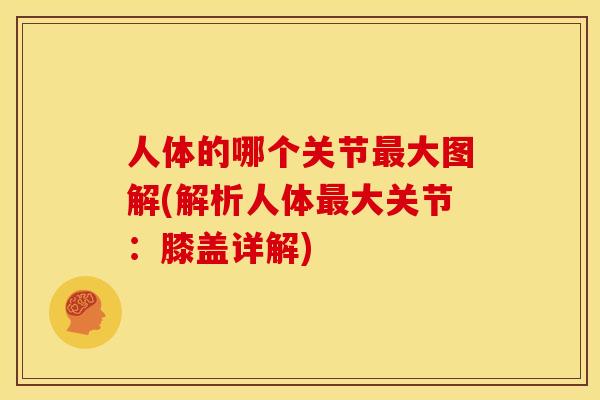人体的哪个关节最大图解(解析人体最大关节：膝盖详解)