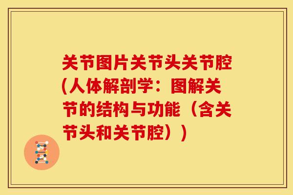 关节图片关节头关节腔(人体解剖学：图解关节的结构与功能（含关节头和关节腔）)
