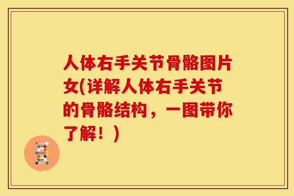 人体右手关节骨骼图片女(详解人体右手关节的骨骼结构，一图带你了解！)
