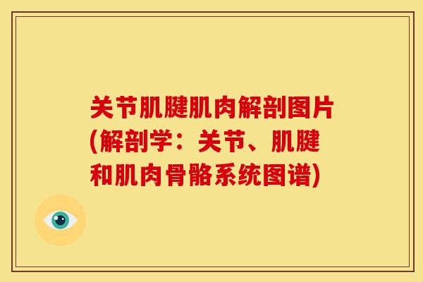 关节肌腱肌肉解剖图片(解剖学：关节、肌腱和肌肉骨骼系统图谱)