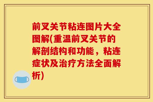前叉关节粘连图片大全图解(重温前叉关节的解剖结构和功能，粘连症状及治疗方法全面解析)