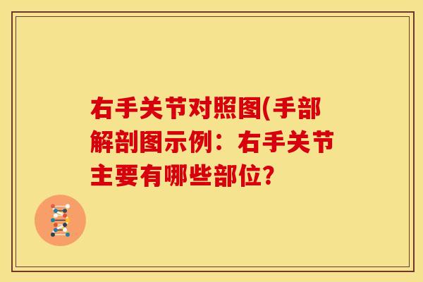 右手关节对照图(手部解剖图示例：右手关节主要有哪些部位？