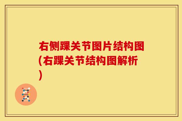 右侧踝关节图片结构图(右踝关节结构图解析)
