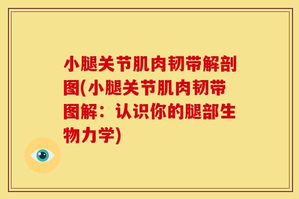 小腿关节肌肉韧带解剖图(小腿关节肌肉韧带图解：认识你的腿部生物力学)