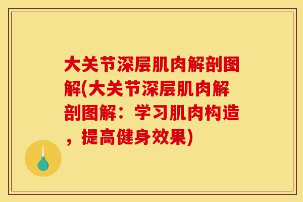 大关节深层肌肉解剖图解(大关节深层肌肉解剖图解：学习肌肉构造，提高健身效果)