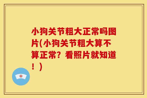 小狗关节粗大正常吗图片(小狗关节粗大算不算正常？看照片就知道！)