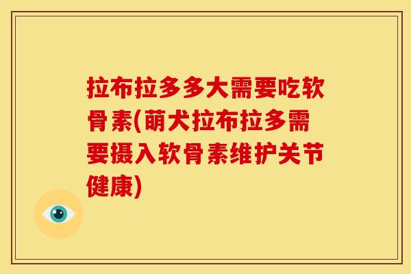 拉布拉多多大需要吃软骨素(萌犬拉布拉多需要摄入软骨素维护关节健康)