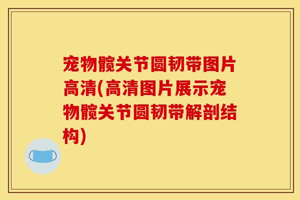 宠物髋关节圆韧带图片高清(高清图片展示宠物髋关节圆韧带解剖结构)