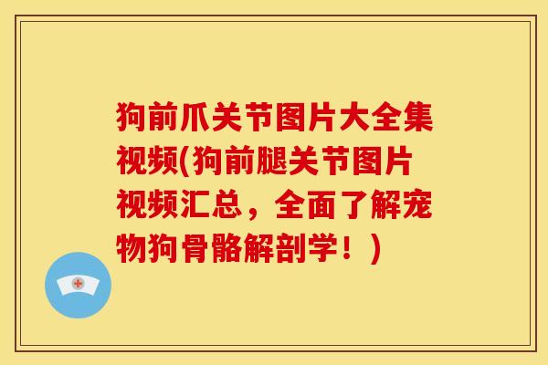 狗前爪关节图片大全集视频(狗前腿关节图片视频汇总，全面了解宠物狗骨骼解剖学！)