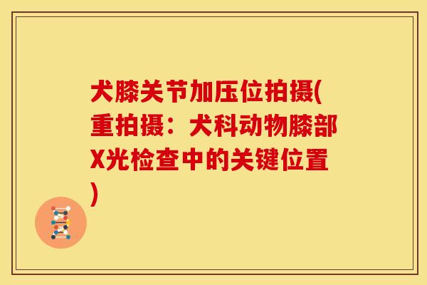 犬膝关节加压位拍摄(重拍摄：犬科动物膝部X光检查中的关键位置)
