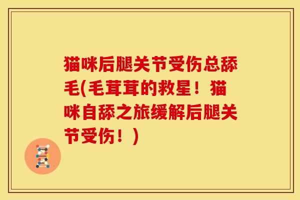 猫咪后腿关节受伤总舔毛(毛茸茸的救星！猫咪自舔之旅缓解后腿关节受伤！)