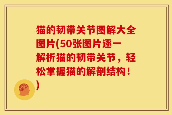 猫的韧带关节图解大全图片(50张图片逐一解析猫的韧带关节，轻松掌握猫的解剖结构！)