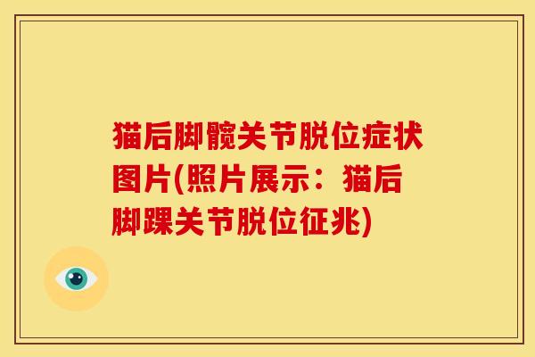 猫后脚髋关节脱位症状图片(照片展示：猫后脚踝关节脱位征兆)