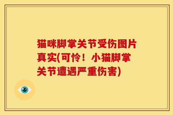 猫咪脚掌关节受伤图片真实(可怜！小猫脚掌关节遭遇严重伤害)