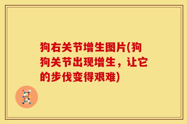 狗右关节增生图片(狗狗关节出现增生，让它的步伐变得艰难)