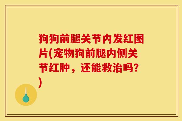 狗狗前腿关节内发红图片(宠物狗前腿内侧关节红肿，还能救治吗？)