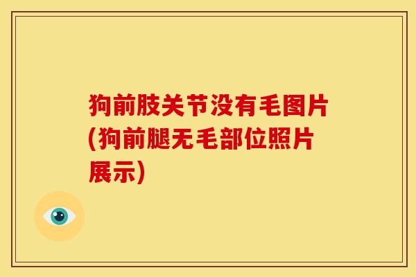 狗前肢关节没有毛图片(狗前腿无毛部位照片展示)