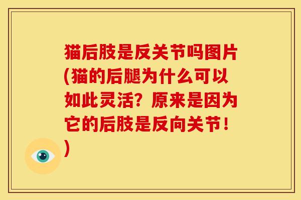 猫后肢是反关节吗图片(猫的后腿为什么可以如此灵活？原来是因为它的后肢是反向关节！)