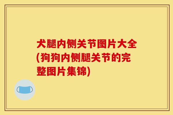 犬腿内侧关节图片大全(狗狗内侧腿关节的完整图片集锦)