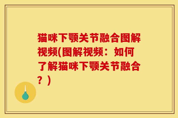 猫咪下颚关节融合图解视频(图解视频：如何了解猫咪下颚关节融合？)