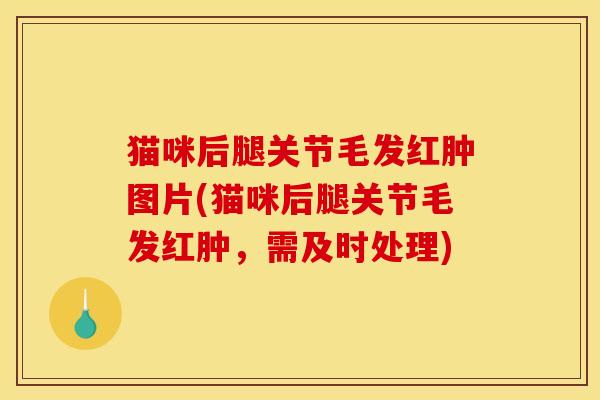 猫咪后腿关节毛发红肿图片(猫咪后腿关节毛发红肿，需及时处理)