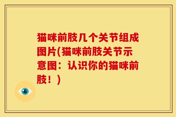猫咪前肢几个关节组成图片(猫咪前肢关节示意图：认识你的猫咪前肢！)