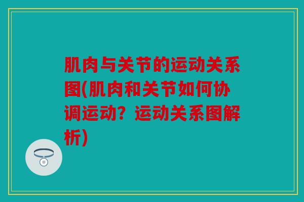 肌肉与关节的运动关系图(肌肉和关节如何协调运动？运动关系图解析)