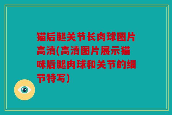 猫后腿关节长肉球图片高清(高清图片展示猫咪后腿肉球和关节的细节特写)