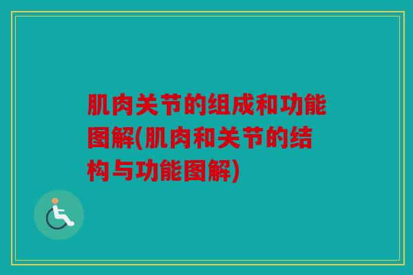 肌肉关节的组成和功能图解(肌肉和关节的结构与功能图解)