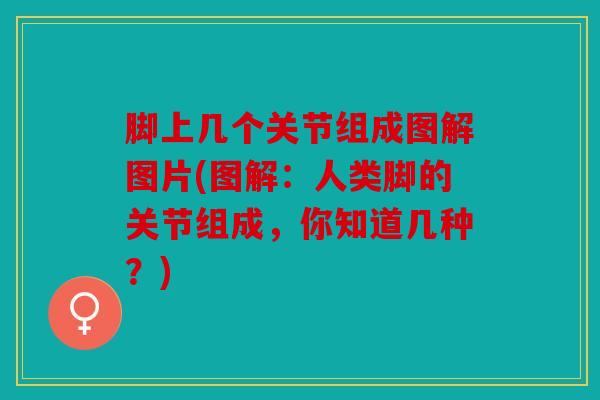 脚上几个关节组成图解图片(图解：人类脚的关节组成，你知道几种？)