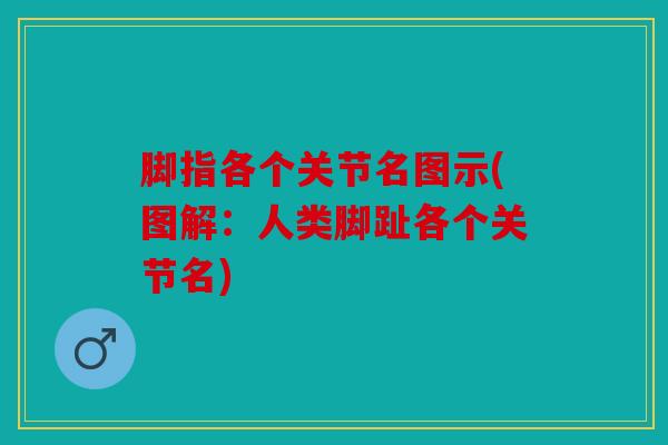 脚指各个关节名图示(图解：人类脚趾各个关节名)