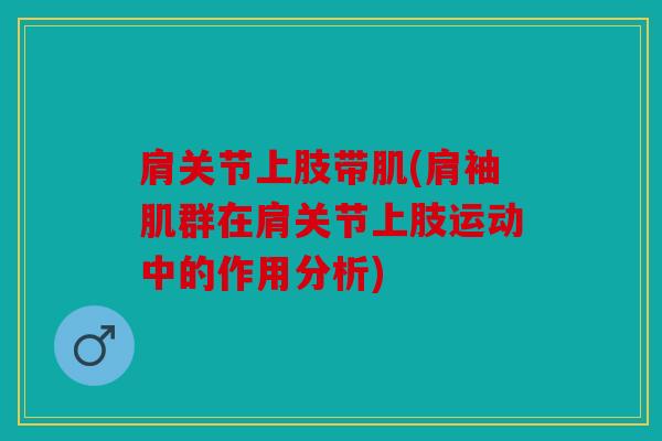 肩关节上肢带肌(肩袖肌群在肩关节上肢运动中的作用分析)