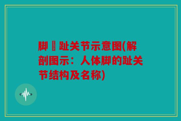 脚踇趾关节示意图(解剖图示：人体脚的趾关节结构及名称)
