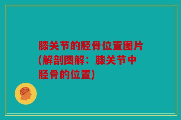 膝关节的胫骨位置图片(解剖图解：膝关节中胫骨的位置)