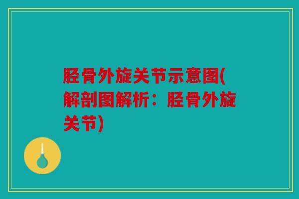 胫骨外旋关节示意图(解剖图解析：胫骨外旋关节)