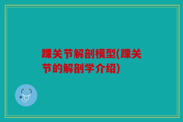 踝关节解剖模型(踝关节的解剖学介绍)