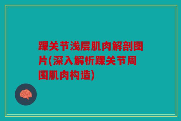 踝关节浅层肌肉解剖图片(深入解析踝关节周围肌肉构造)
