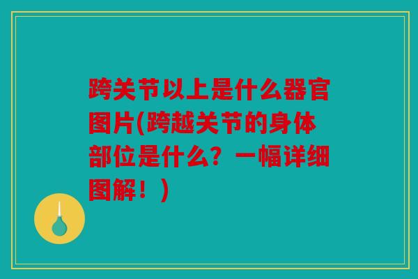 跨关节以上是什么器官图片(跨越关节的身体部位是什么？一幅详细图解！)